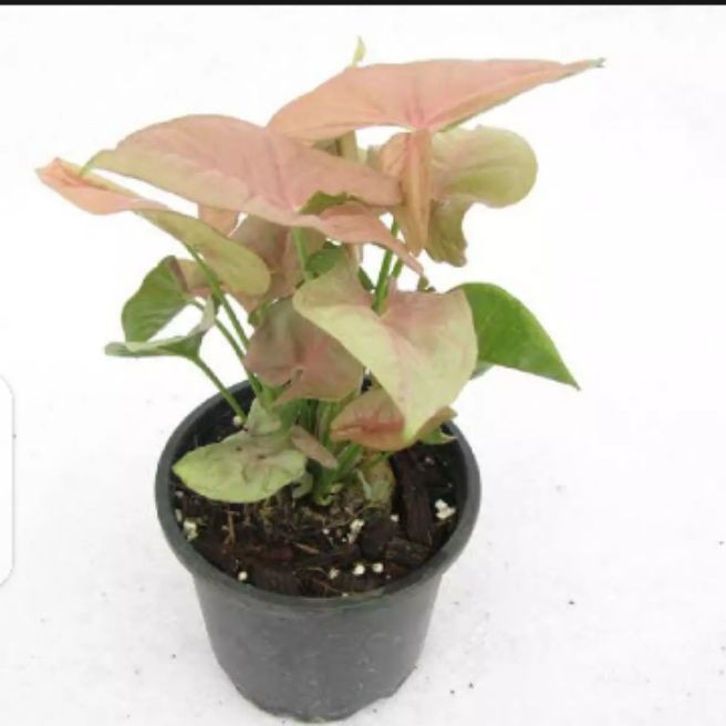 tanaman hias keladi pink daun unik