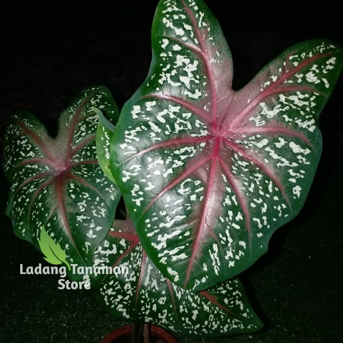 paket 5 jenis keladi