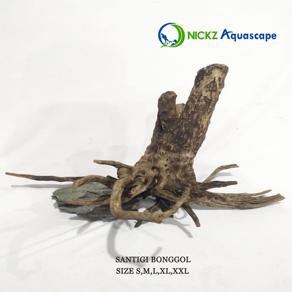 KAYU AQUASCAPE / KAYU SANTIGI S / MOTIF BONGGOL / BERKUALITAS / TERMURAH