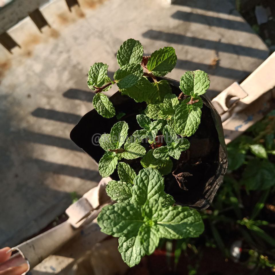 

Bibit Daun Mint Perpolybag