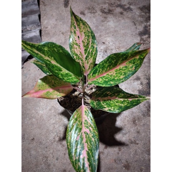 paket aglonema margareth dan lady kristin