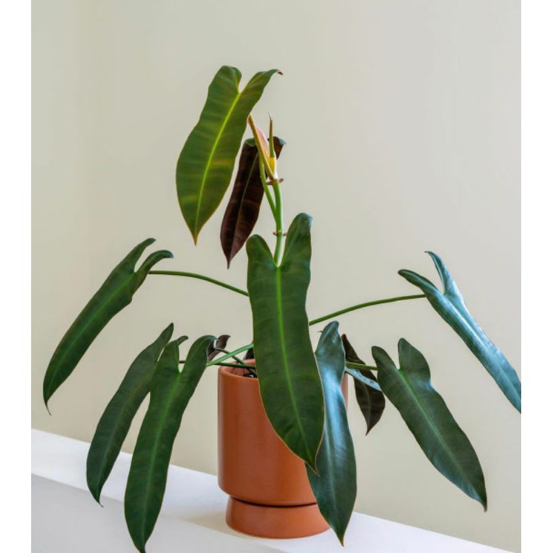 philodendron atabapoense philodendron atabapoense