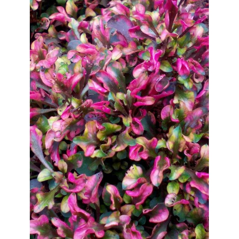 Tanaman hias-taman krokot merah