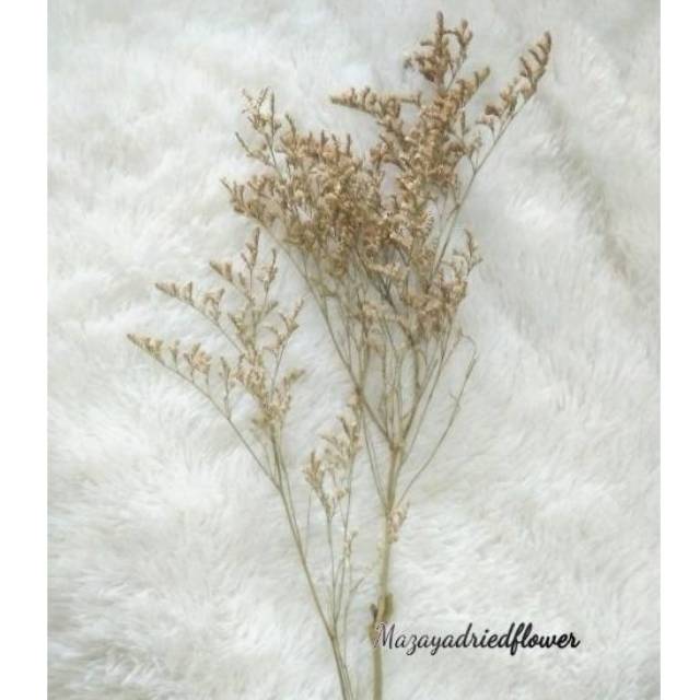 Dried Flower Rustic Caspia Bunga Kering Lovergrass | Props Foto wedding | Caspea