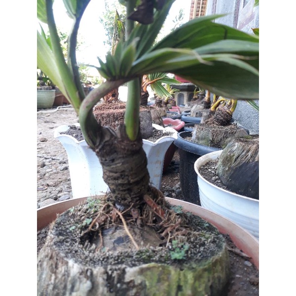 bonsai kelapa cabang 2