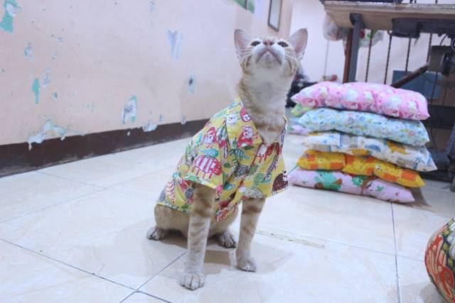 Kemeja kuning motif gambar kucing lucu untuk kucing dan anjing / baju kucing murah size S M L XL