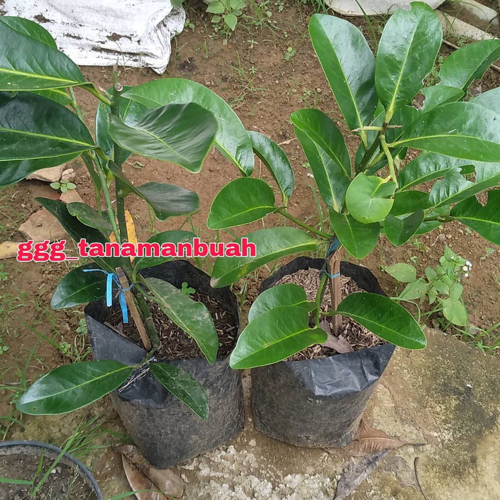 Bibit Black Sapote Unggul super cepat berbuah