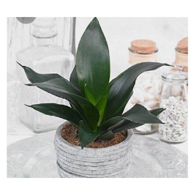 SANSEVIERIA BLACK DRAGON