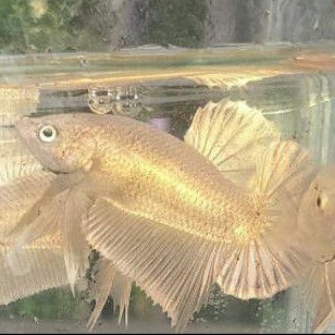 Cupang soft gold / Gold