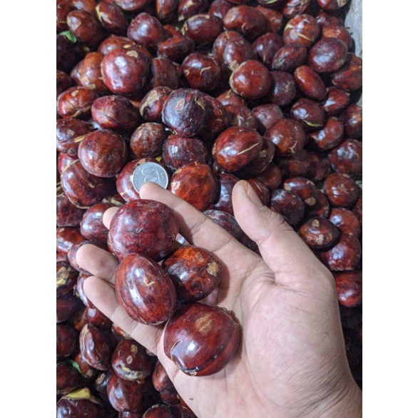 

Jengkol tua mentah utuh/jengkol kupas/jengkol muda/lalap