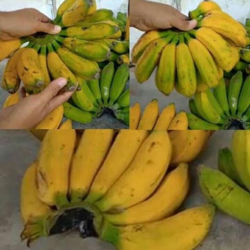 

pisang raja