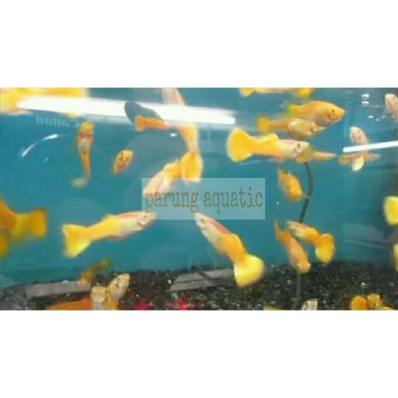ikan guppy Yellow Micarif pasangan