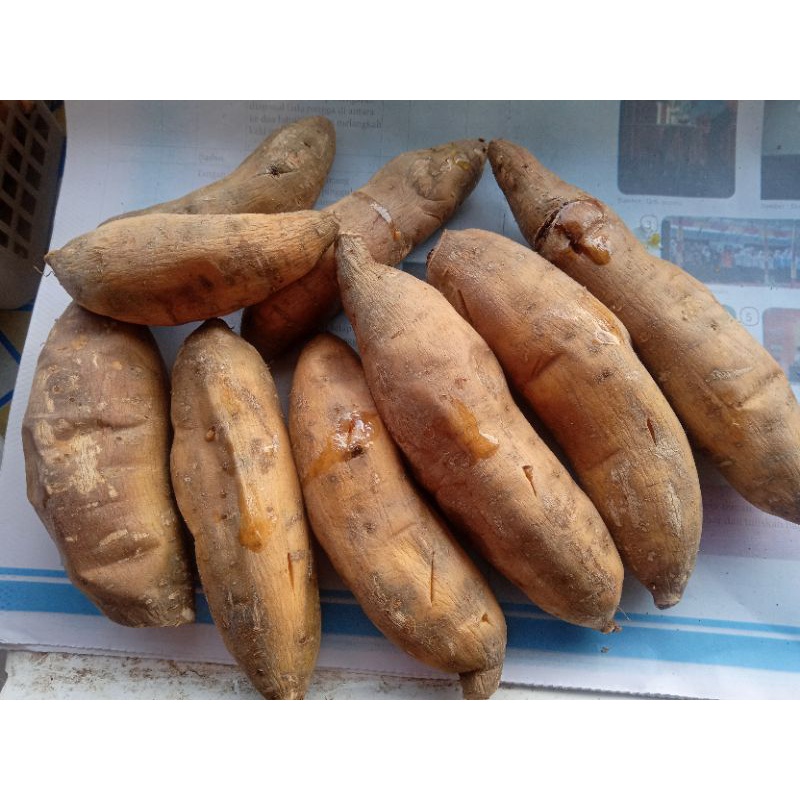 

Ubi bakar madu cilembu