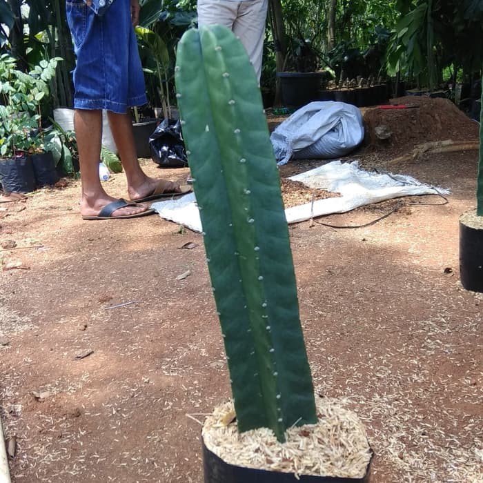 tanaman kaktus belimbing kaktus koboi koboy ukuran 50cm