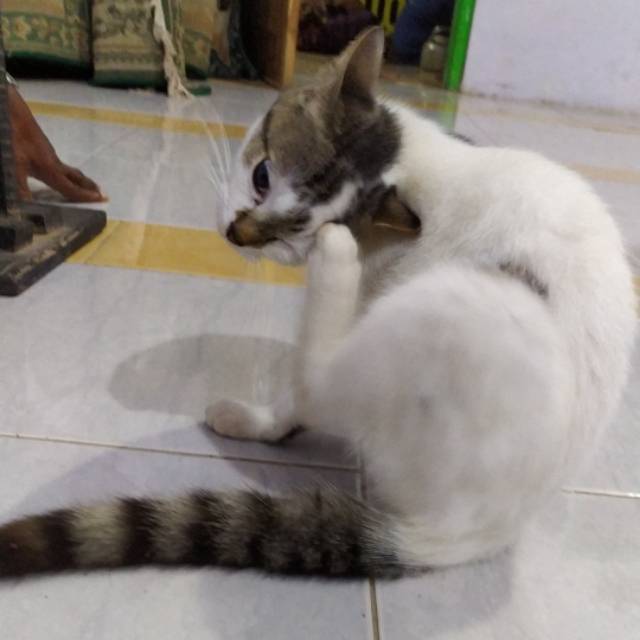 syfaat