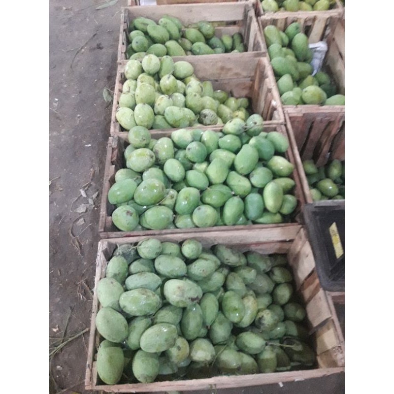 

Mangga Indramayu 1Kg