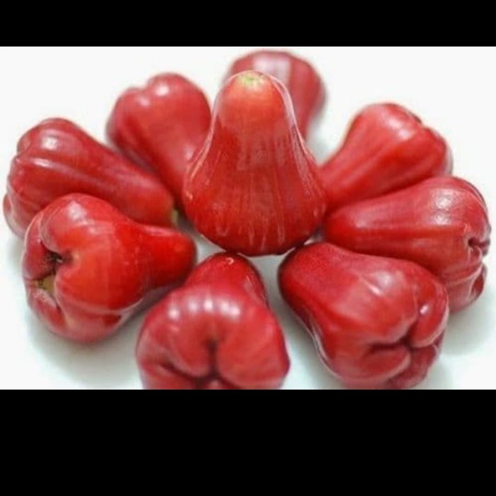 

Jambu Air Citra 1kg