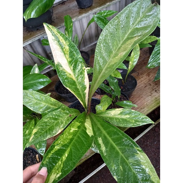 anthurium jemani varigata / jemani var jumbo sesuai foto