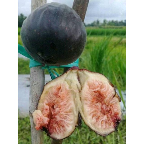 Cangkok Buah Tin Jenis BLACK LDA TERMURAH