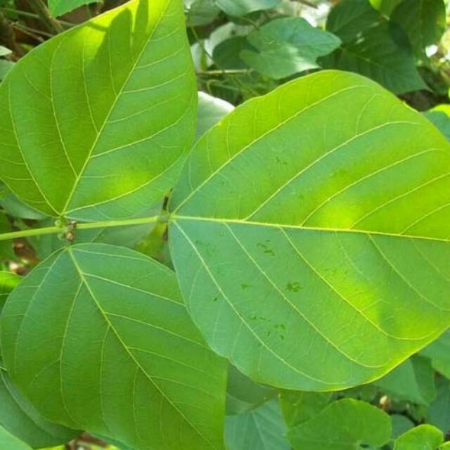 

Daun dadap segar baru dipetik
