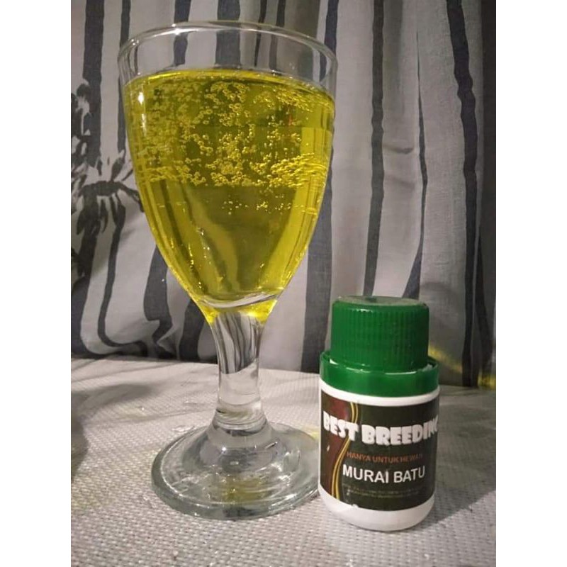 Best breeding murai batu bestbreding