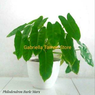  Tanaman  hias peperomia hijau tanaman  jade plant 