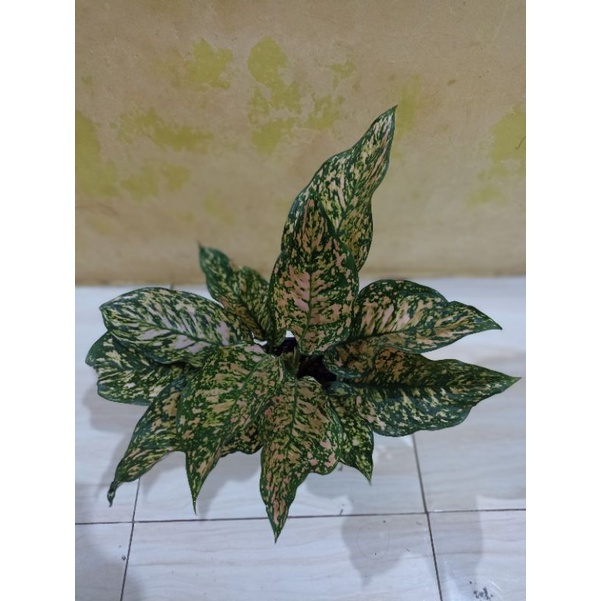 Aglonema Ruby Dinamit Jumbo