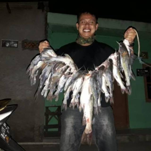 Umpan Kucur Ryan Fernandez 1 Kg