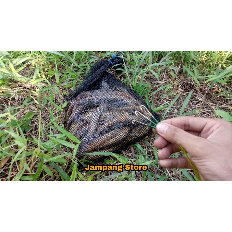 PANCING BELUT UREK MATA KAIL LEHER PANJANG