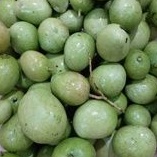 

Mangga Muda Mangga Donat Mangga Telor Fresh 1 Kg