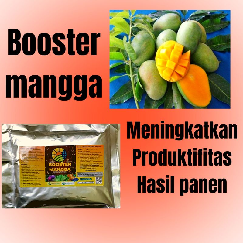 Pupuk Untuk Memperbesar Buah Mangga, Pupuk Untuk Pohon Mangga Yang Sedang Berbunga