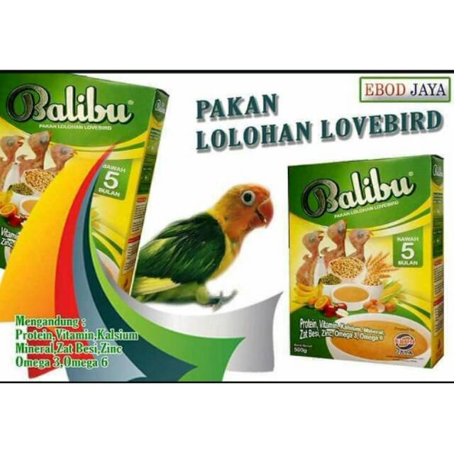 Balibu pakan lolohan lovebird