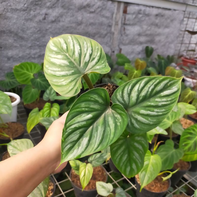 philodendron plowmanii
