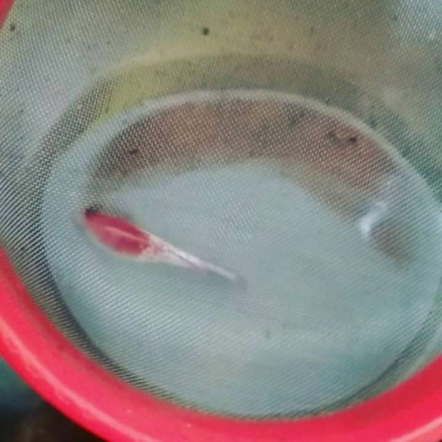 Ikan cupang fccp female grade