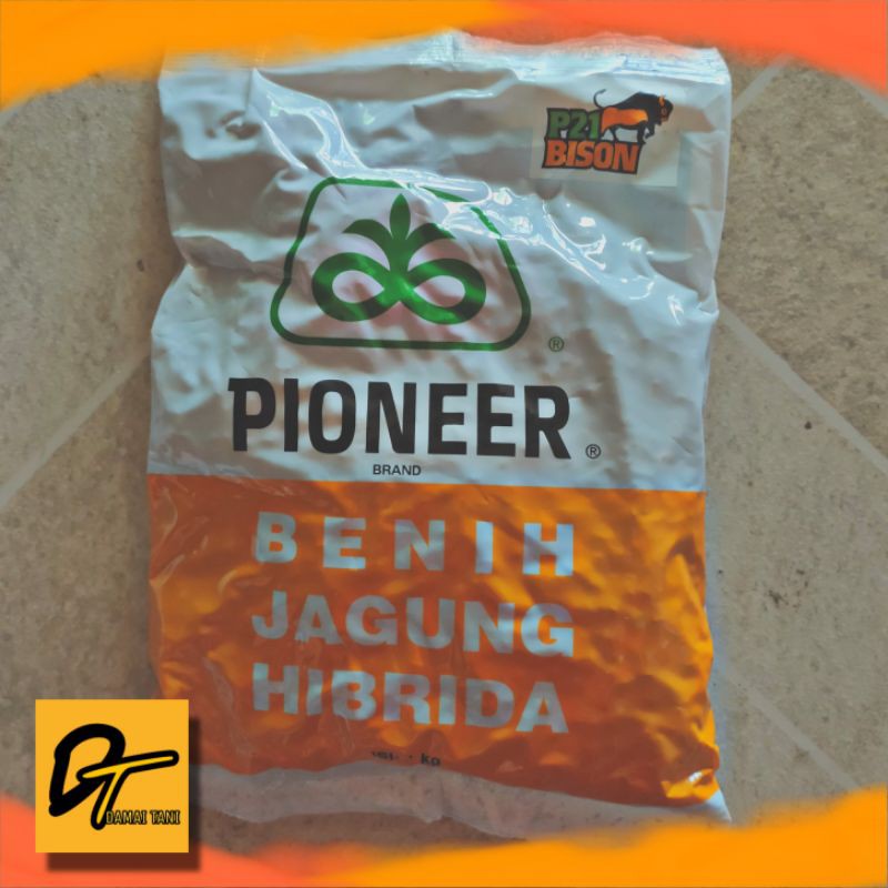 Benih Jagung Hibrida pioneer 21 bibit jagung terbaika