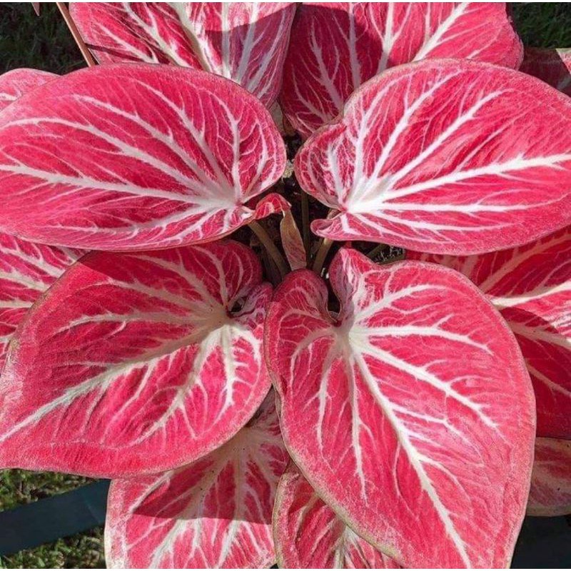 Caladium White Bone Bibit