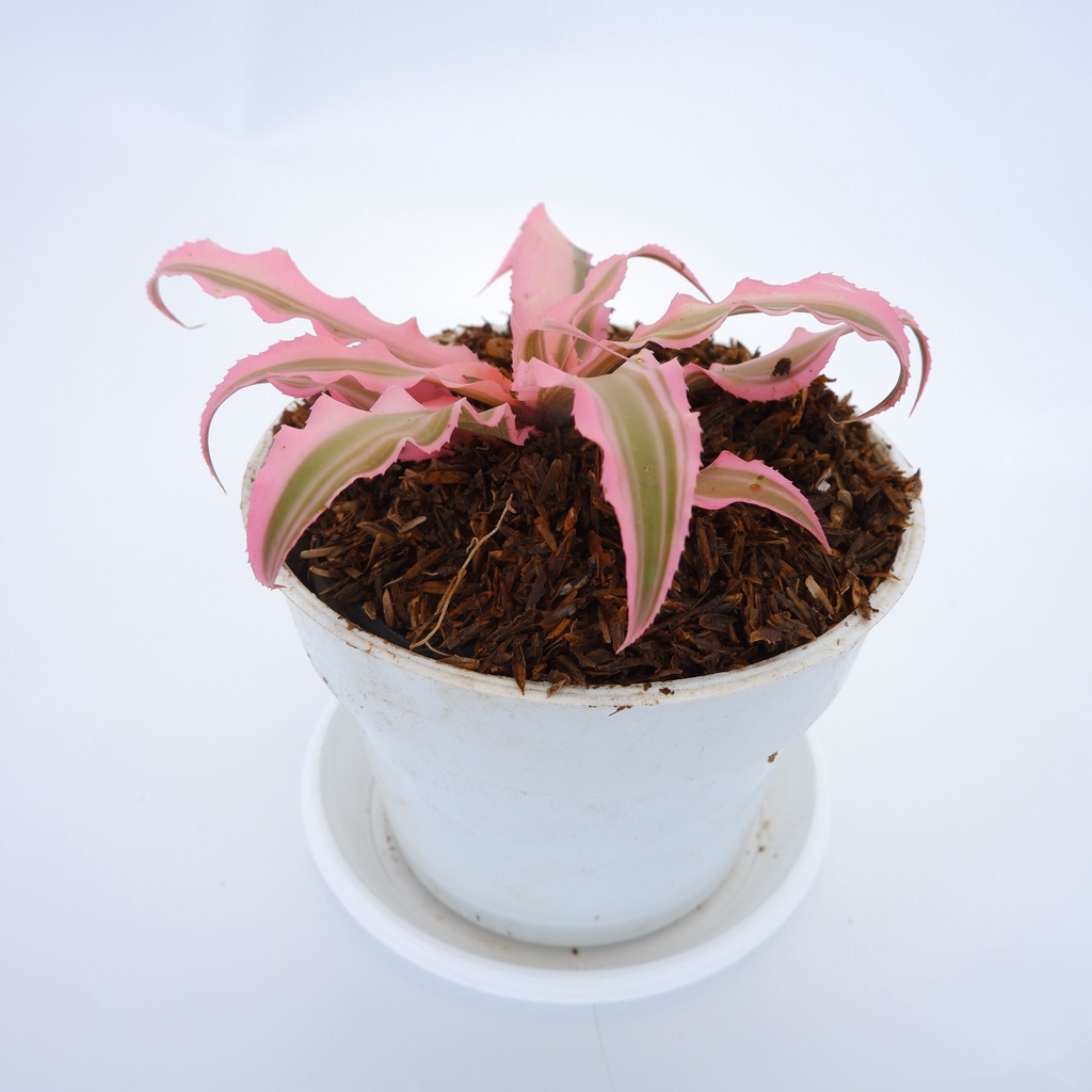 Cryptanthus Pink - Kriptantus Pink - Tanaman Hias