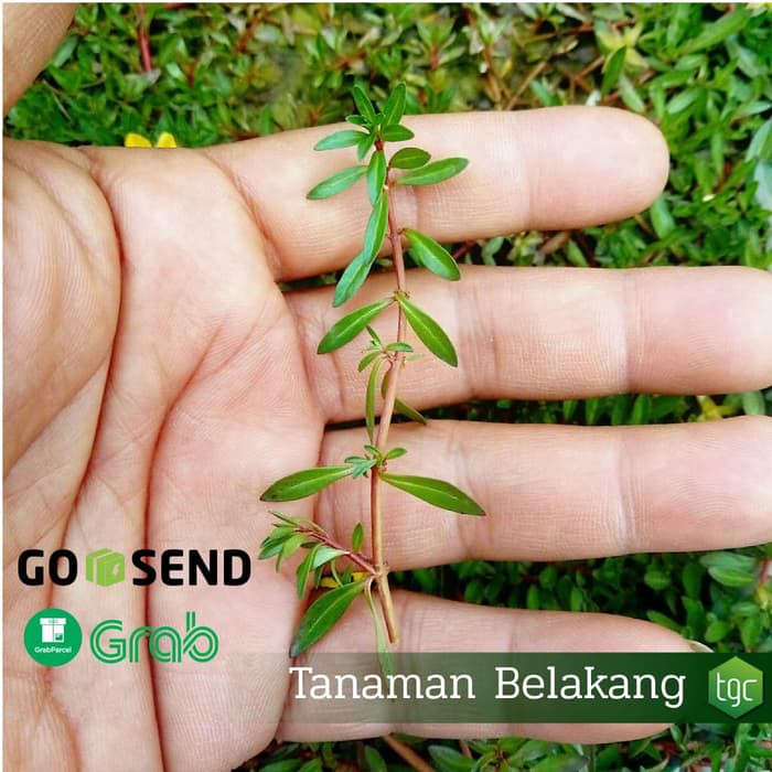 Dijual Ludwigia Brevipes - Emersed (min. 2porsi) Terlaris