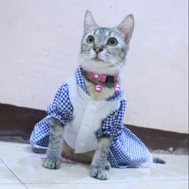 Dress kotak-kotak biru untuk kucing dan anjing / baju kucing murah size S-XL