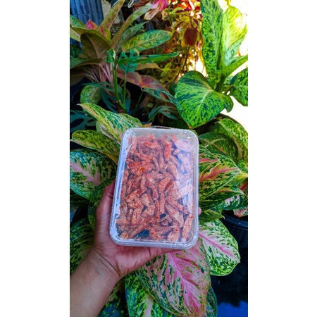 

Basreng Pedas Daun Jeruk
