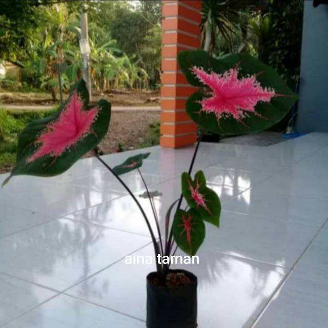 Keladi Red Batik Tanaman Keladi Batik Merah Shopee Indonesia