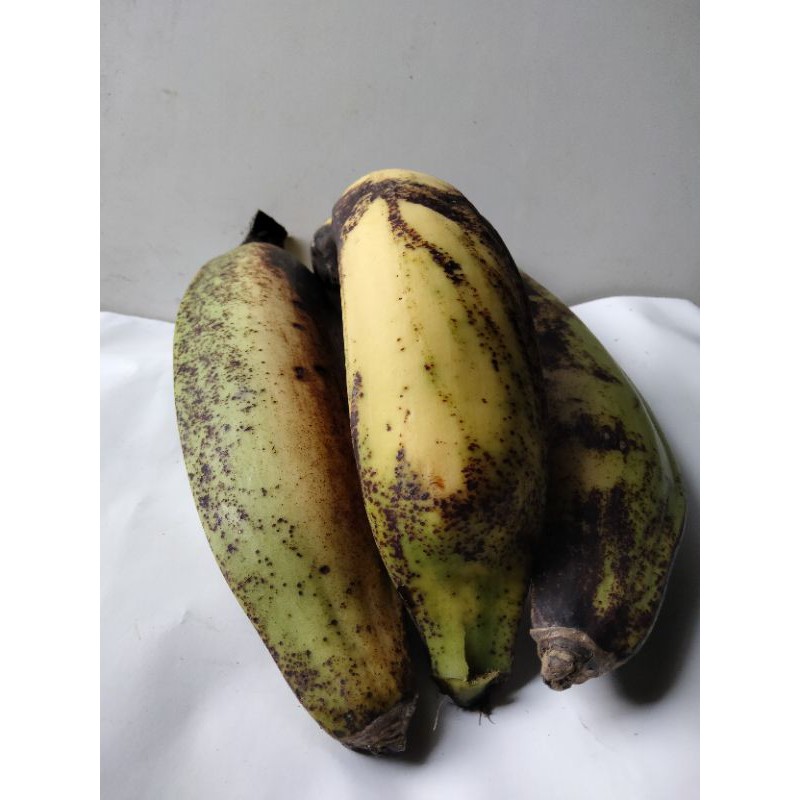 

pisang tanduk