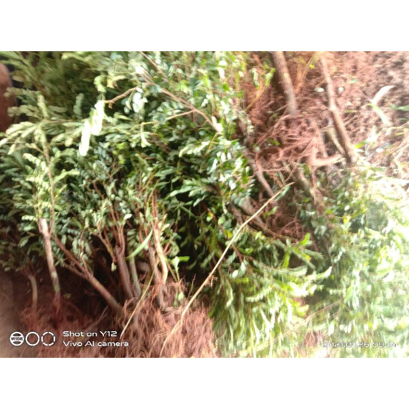 BAHAN BONSAI ASEM JAWA BATANG BESAR