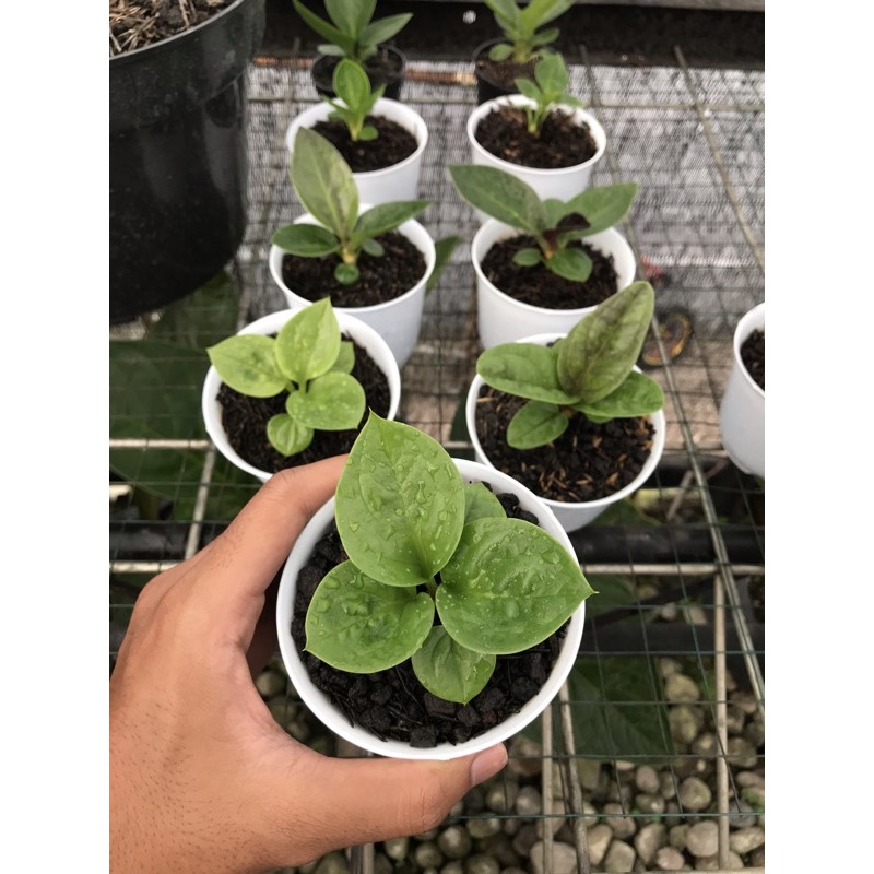 Anakan Jemani Mangkok Rosetan Kualitas Super