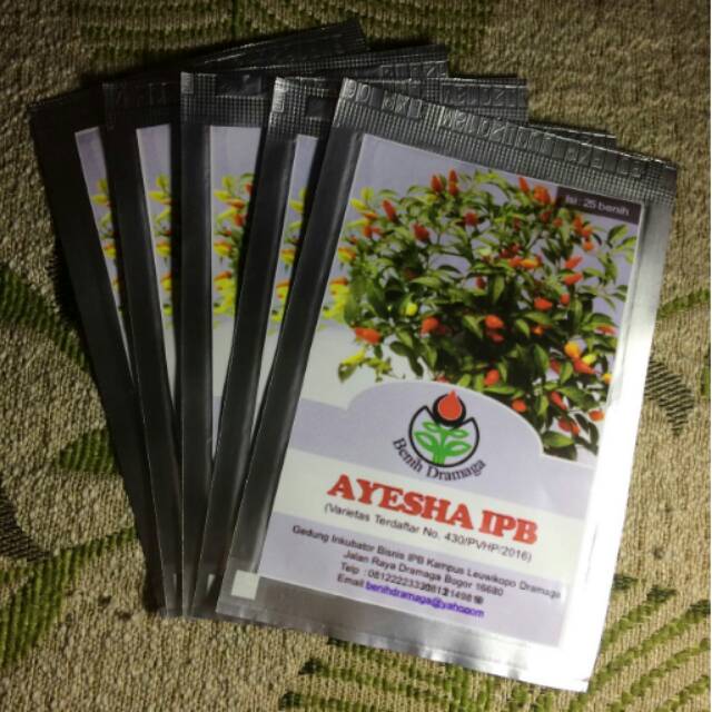 Benih Bibit Cabe Ayesha Ipb Cabai Hias Tiga Warna Shopee Indonesia