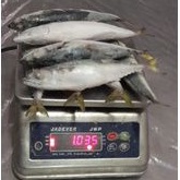 

Ikan Salem 500gram Pacific Mackerel
