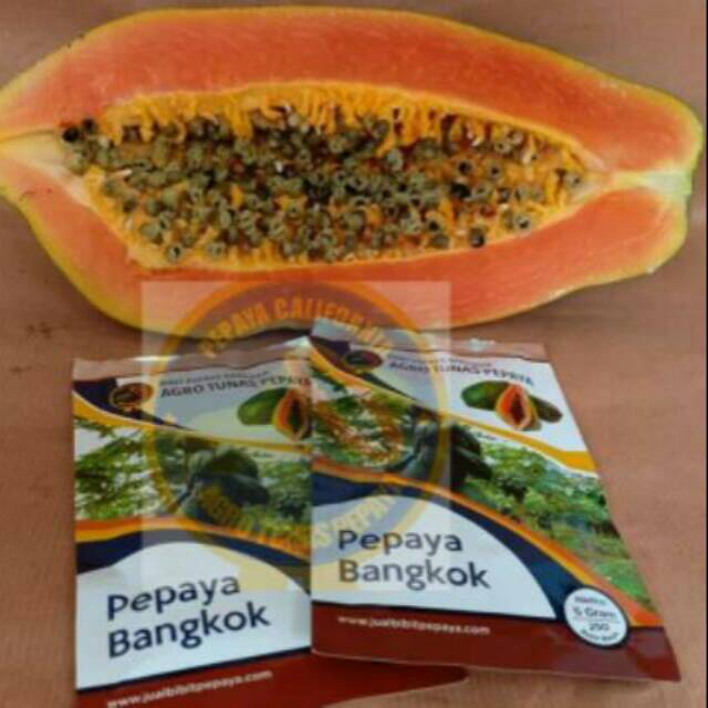 Biji Bibit Pepaya Bangkok (5 gram/ 250 butir)