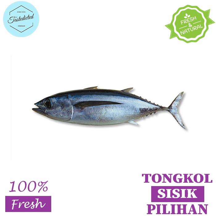 IKAN TONGKOL SISIK SEGAR / IKAN TONGKOL SEGAR / SISIK SEGAR 1.5kg