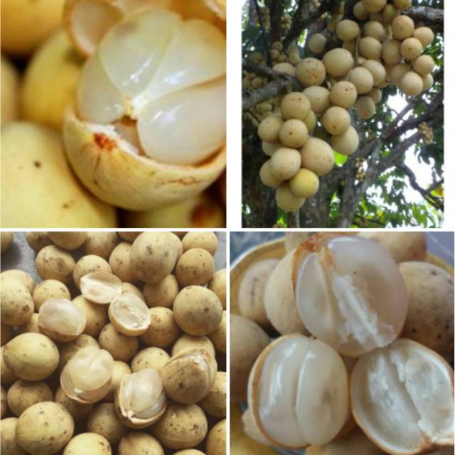 Bibit duku palembang