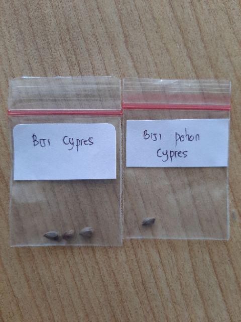 Biji Pohon Cypress / Pohon Cemara / Platycladus Orientalis